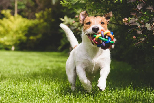 5 Fun Games to Play with Your Dog This Summer - LunaMarie