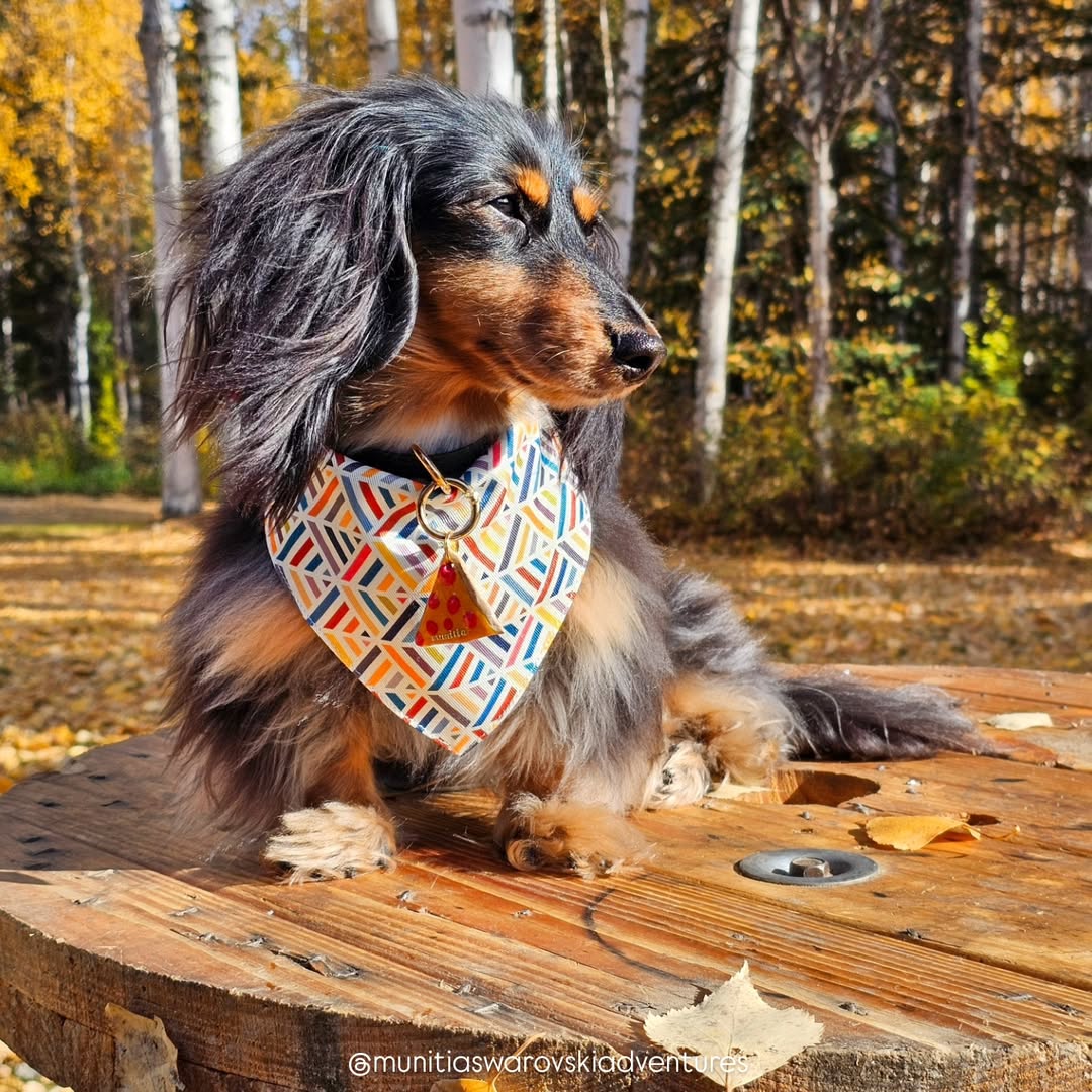 Xena Bandana - FINAL PRINT