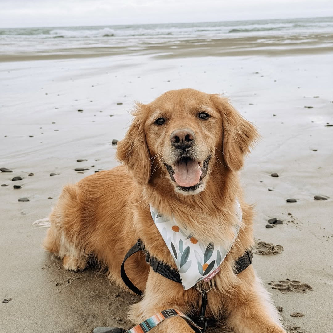 Aspen Bandana