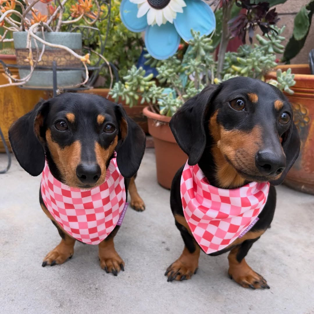 Rebel Bandana