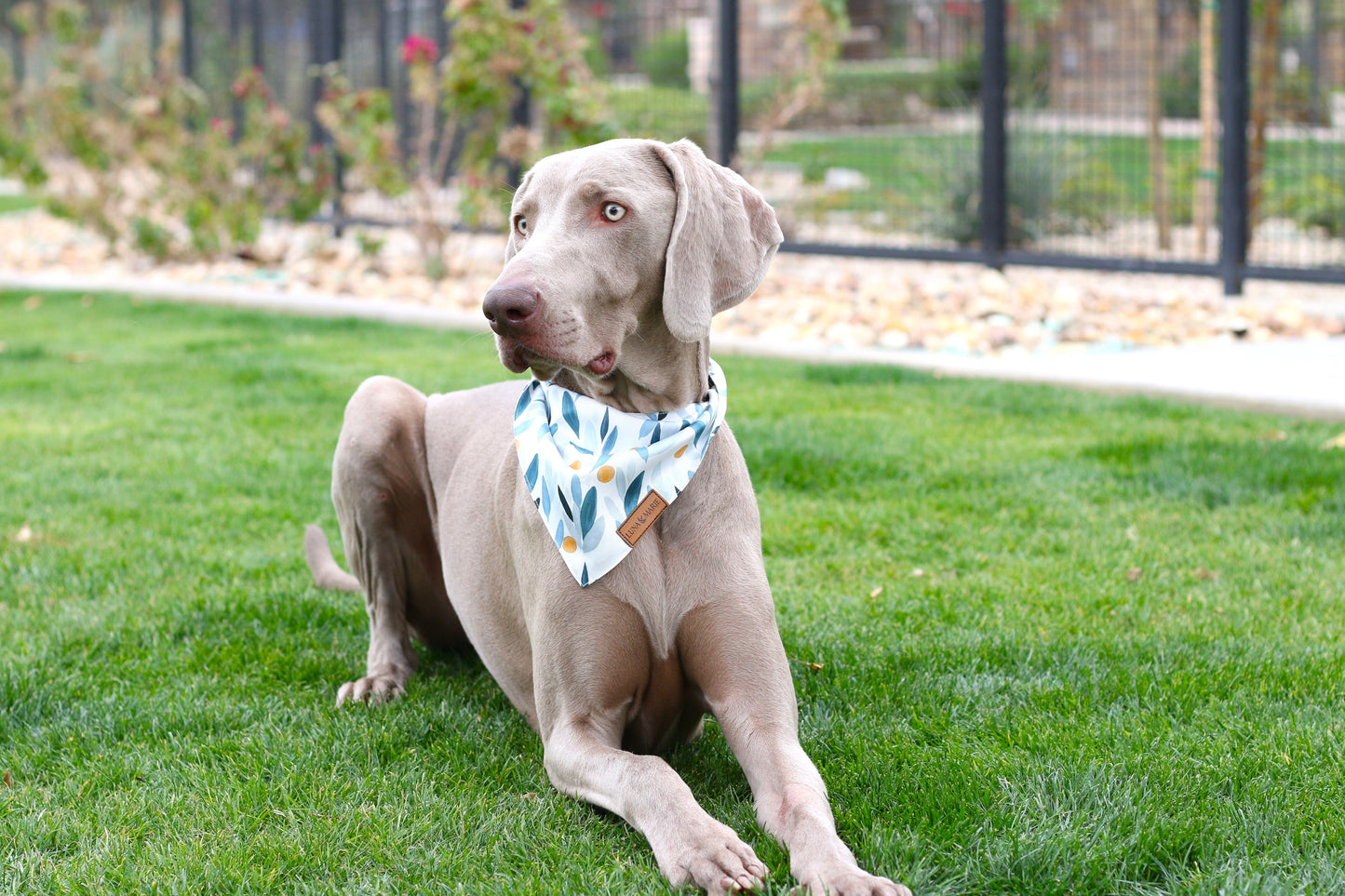 Aspen Bandana - LunaMarie