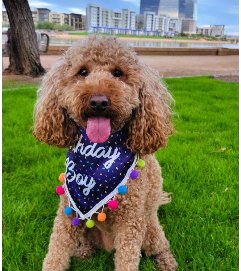 Birthday Boy Bandana - LunaMarie