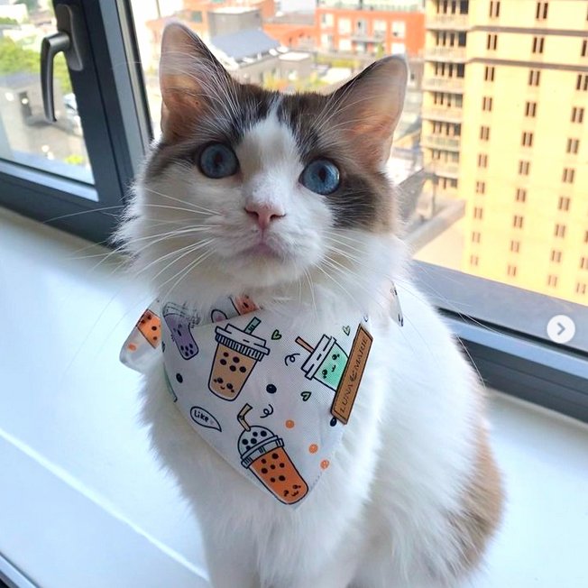 Boba Bandana - LunaMarie