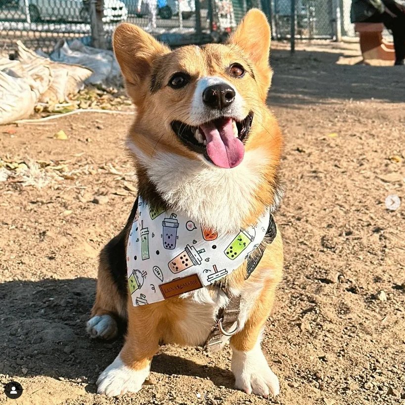 Boba Bandana - LunaMarie