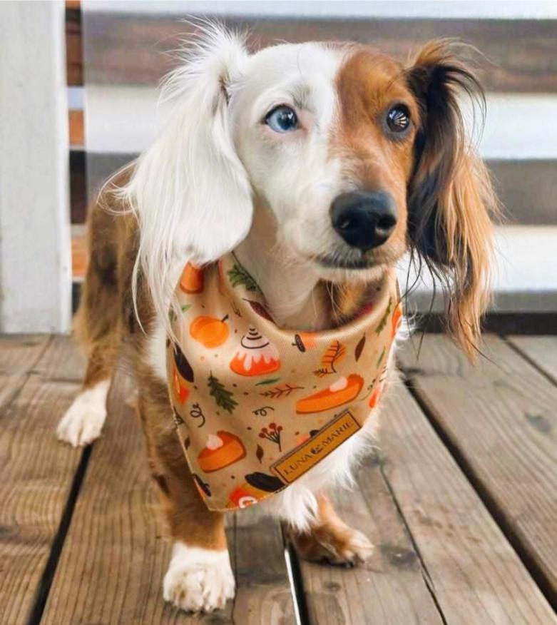 Fall Sweets Bandana - LunaMarie
