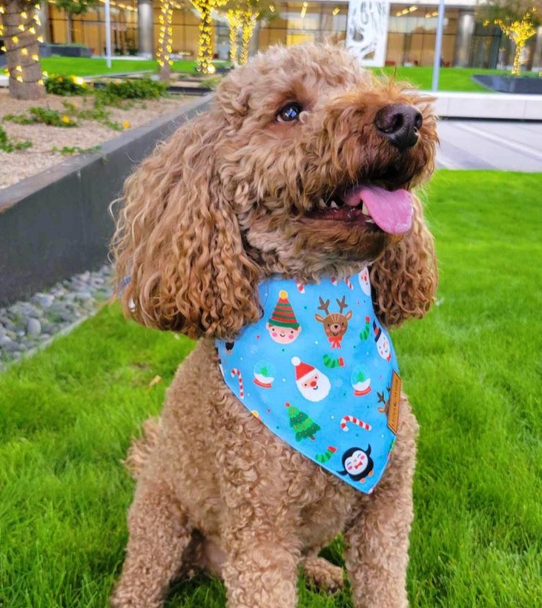 Santa's North Pole Bandana - LunaMarie