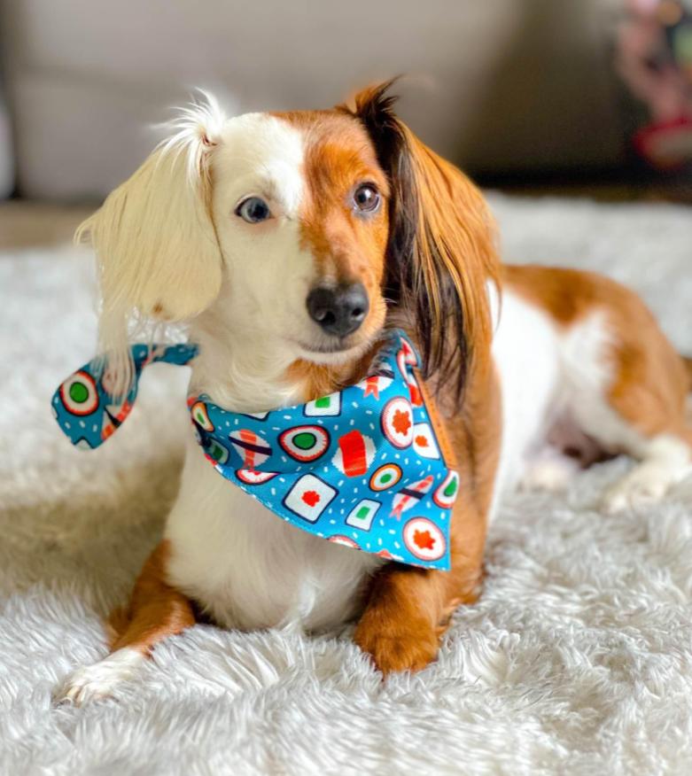 Sushi Bandana - LunaMarie