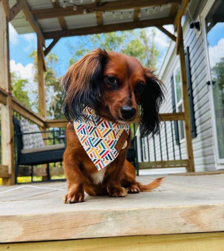 Xena Bandana - LunaMarie