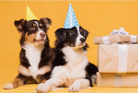 Creative Ideas For Your Dog's Birthday - LunaMarie