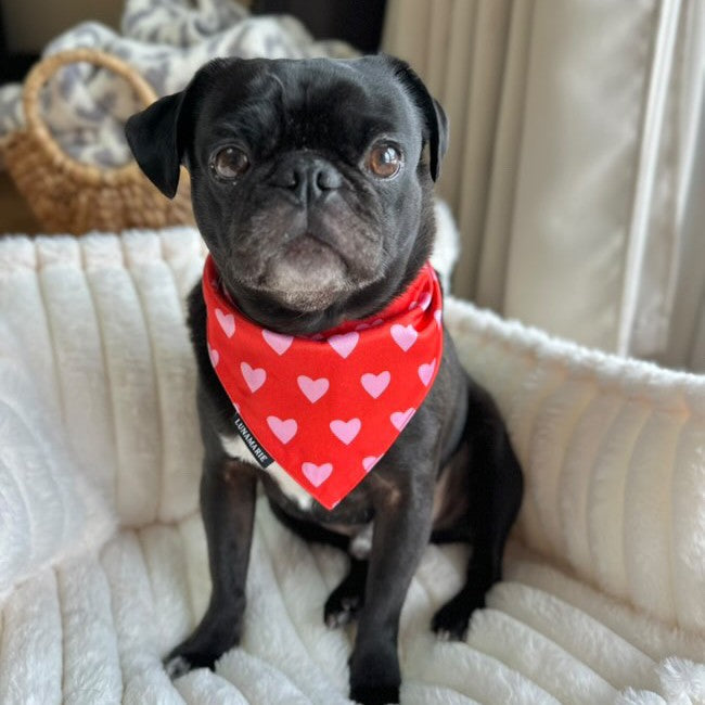 Evie Bandana