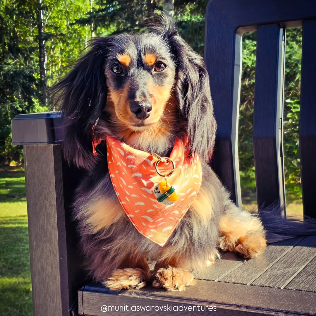 Orange Feathers Bandana - FINAL PRINT
