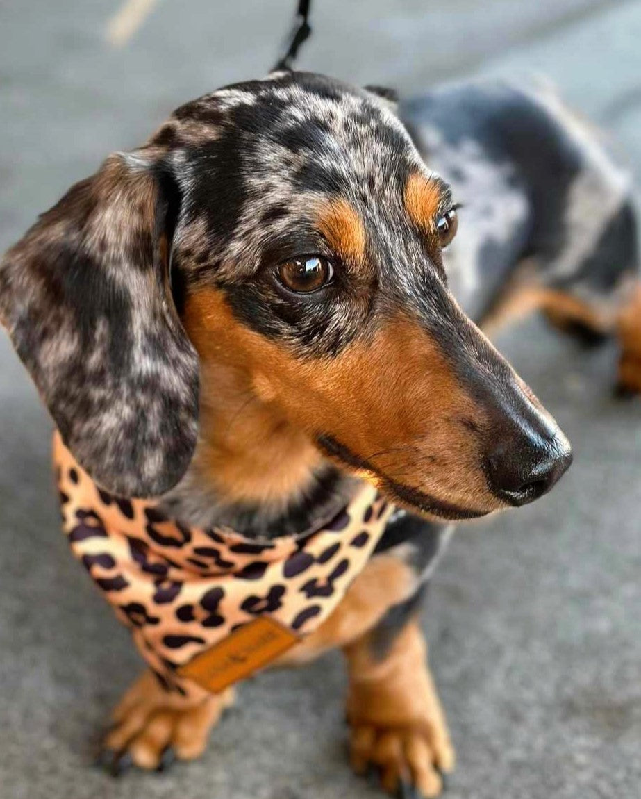 Miniature dachshund bandanas deals