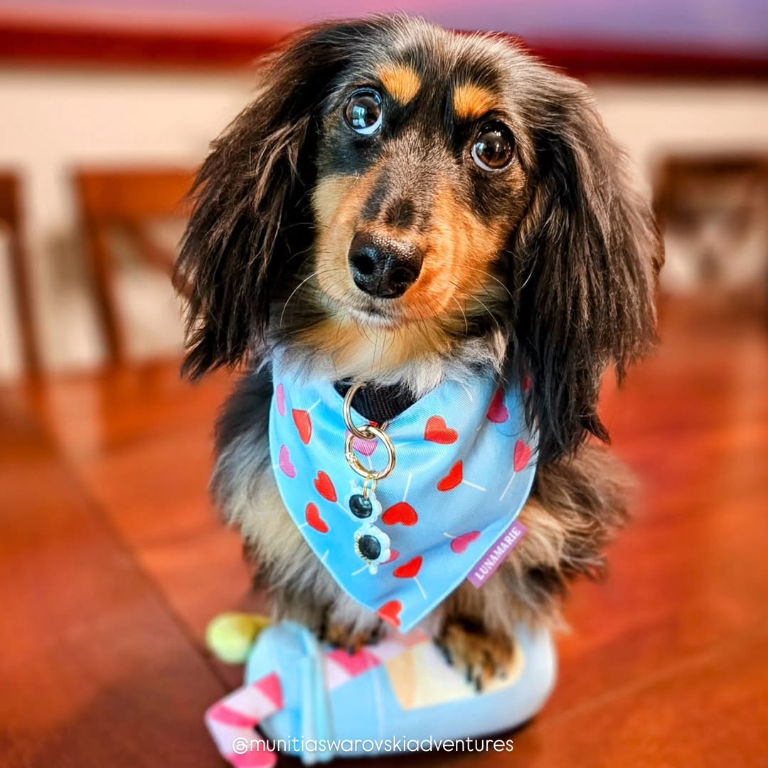 LoviePop Bandana