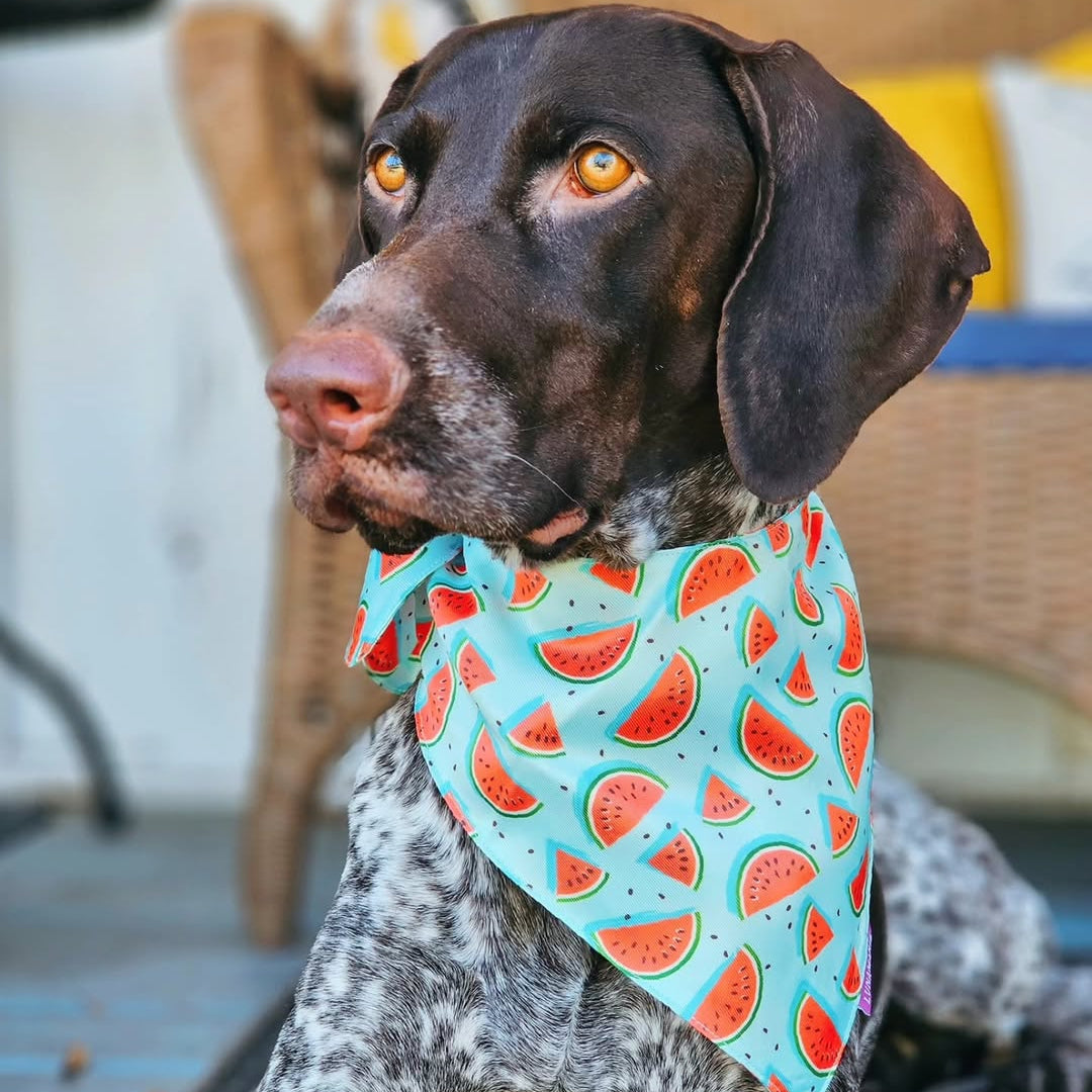 Watermelon Bandana