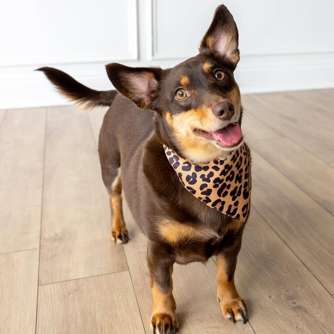 Leopard Bandana