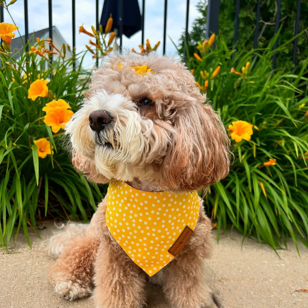 Sophie Bandana