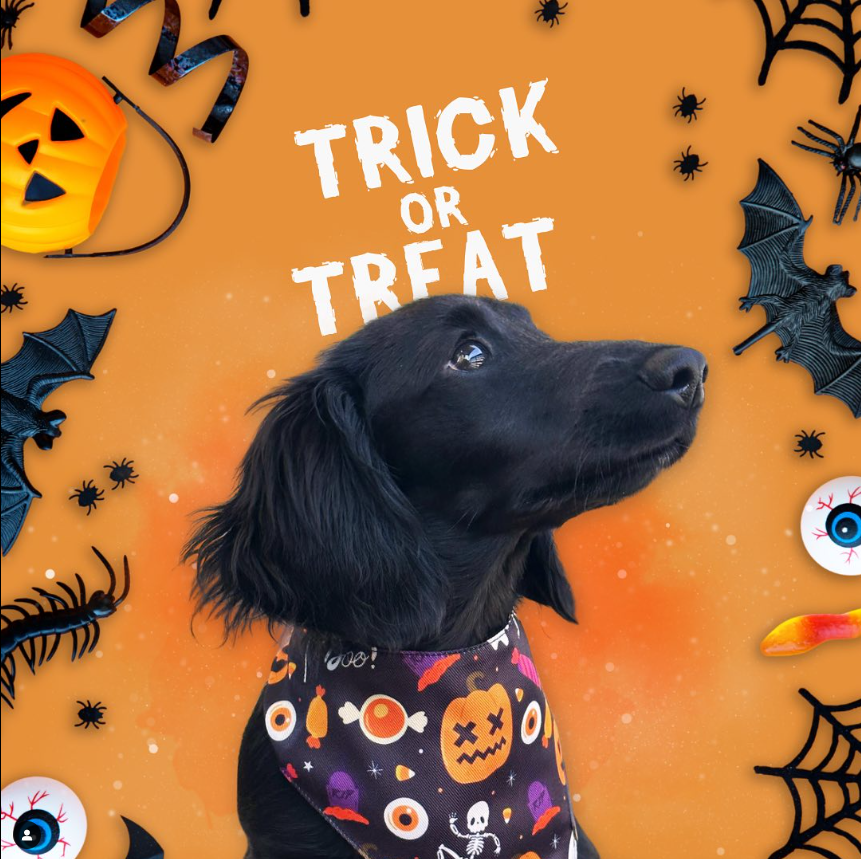Trick-Or-Treat Bandana