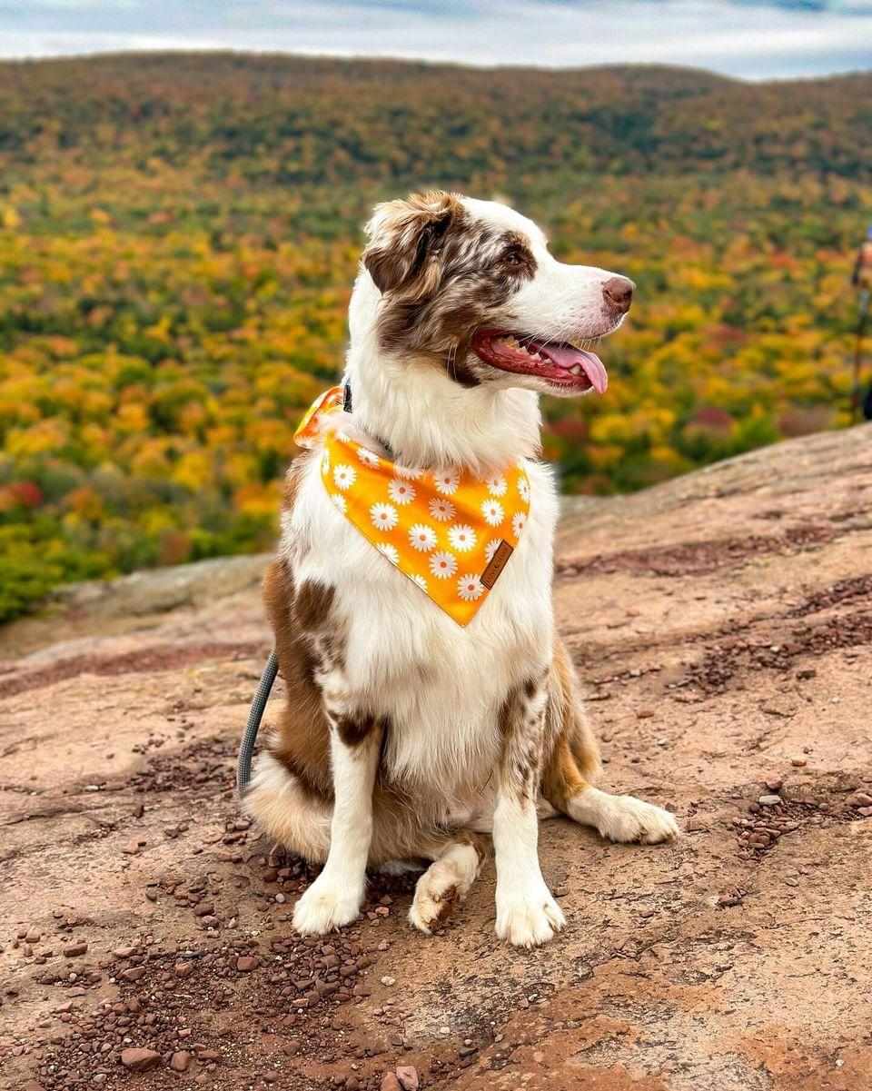 Daisies Bandana - LunaMarie