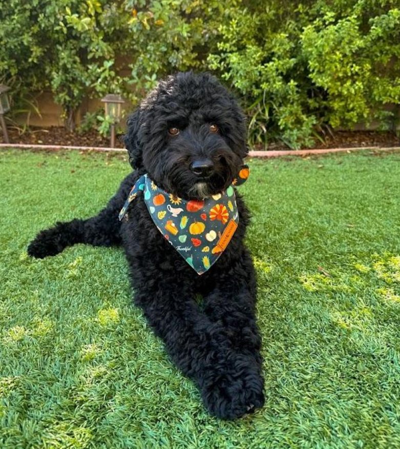 Thanksgiving Bandana - LunaMarie